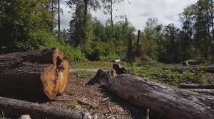 Trusted Greenacres, CA Tree Care Experts