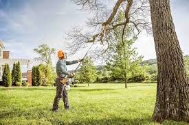Best Tree Maintenance Programs  in Greenacres, CA