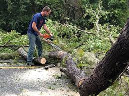 Best Leaf Removal  in Greenacres, CA