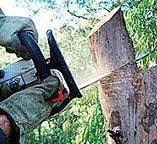 Best Firewood Processing and Delivery  in Greenacres, CA
