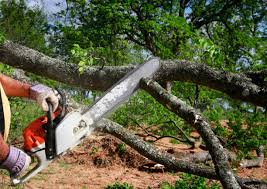 Best Hazardous Tree Removal  in Greenacres, CA