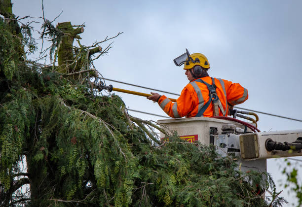 Best Palm Tree Trimming  in Greenacres, CA