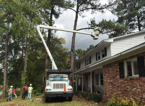  Greenacres, CA Tree Care Pros
