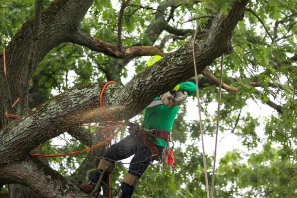 Best Lawn Pest Prevention  in Greenacres, CA