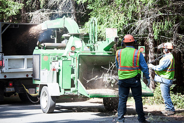 Best Tree Health Inspection  in Greenacres, CA