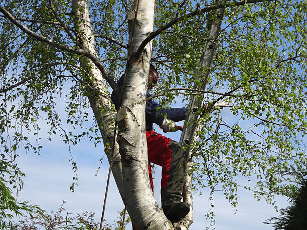Best Tree Health Inspection  in Greenacres, CA