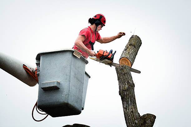 Best Seasonal Cleanup (Spring/Fall)  in Greenacres, CA