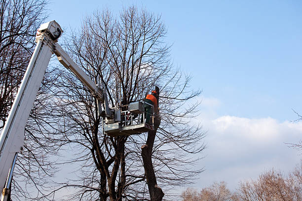 Leaf Removal in Greenacres, CA
