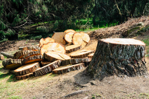 Best Emergency Tree Removal  in Greenacres, CA